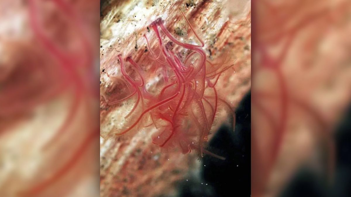 V oceánech se rozšiřují mrtvé zóny s velkým nedostatkem kyslíku ve vodě